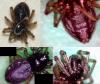 Pelecopsis sp.